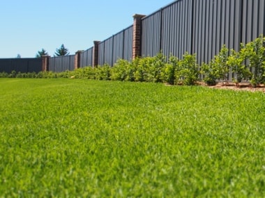 Landscape turf